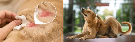 Understanding Canine Allergies and How to Manage Them – K9 Vitality