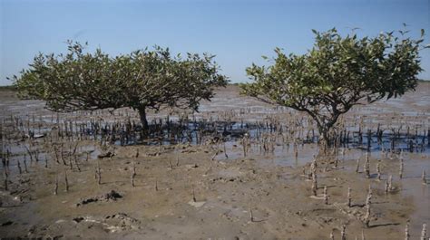 Remaking Kutch’s Coasts Through Mangrove Plantation Economies - The Wire