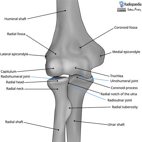 Elbow Joint | Olecranon | Radius | Ulna | Geeky Medics