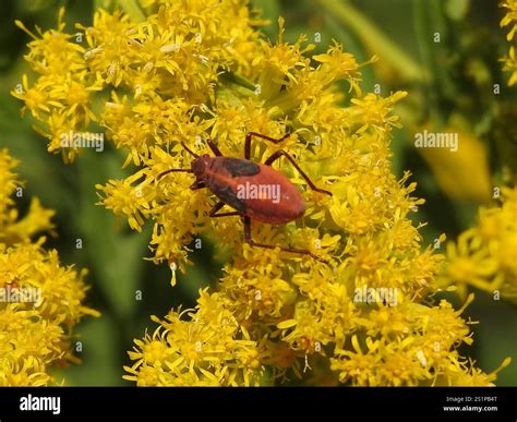Eastern Boxelder Bug (Boisea trivittata Stock Photo - Alamy