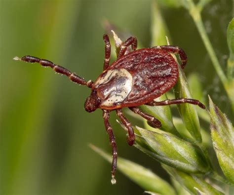 American Dog Tick Dermacentor Variabilis, Or The American Dog Tick