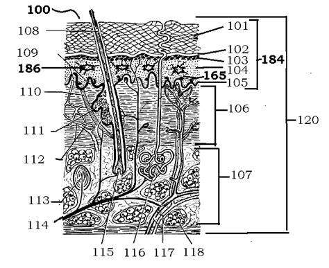 Method of long lasting human skin tanning - Eureka | Patsnap