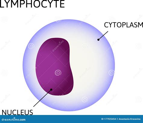 Lymphocytes Diagram Labelled