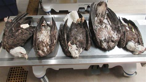 Dead Eagles: Michigan DNR investigating after possible poaching kills ...