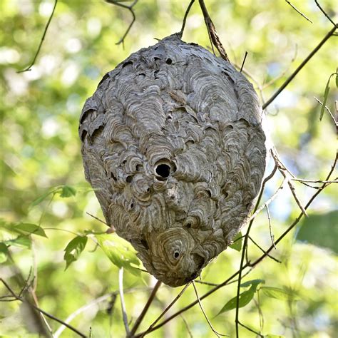 Bald-faced Hornet Nest, Virginia | Nest of Bald-faced Hornet… | Flickr