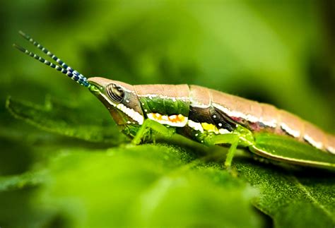 Nature