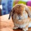 Image result for Holland Lop Fluffy