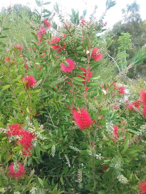 Callistemon citrinus Splendens (bottlebrush) in 50mm Forestry Tube – Trigg Plants