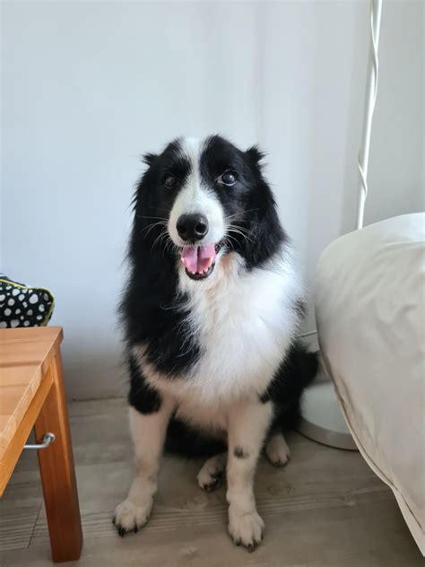 What Are Border Collie Ears