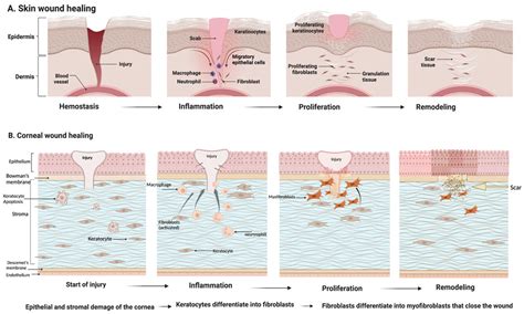 Collagen as a Biomaterial for Skin and Corneal Wound Healing