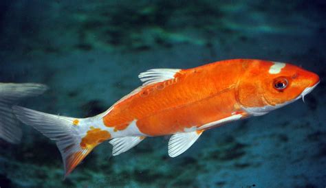 Koi Fish Wallpapers - Top Free Koi Fish Backgrounds - WallpaperAccess