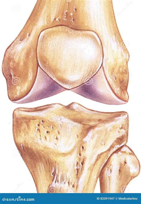 Knee - Joint and Bones stock illustration. Illustration of view - 82091947