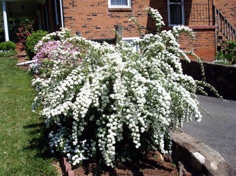 Flowers and Nature in my Garden: Spirea Japonica "Bridal Veil"