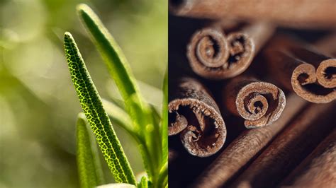 SANDMARC Macro 100mm Lens for iPhone Launched | CineD