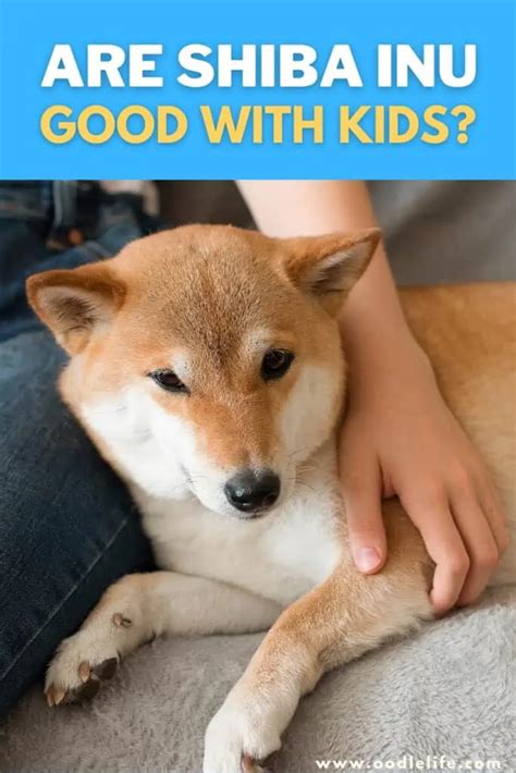 Are Shiba Inus Good With Kids? Understanding This Independent Breed