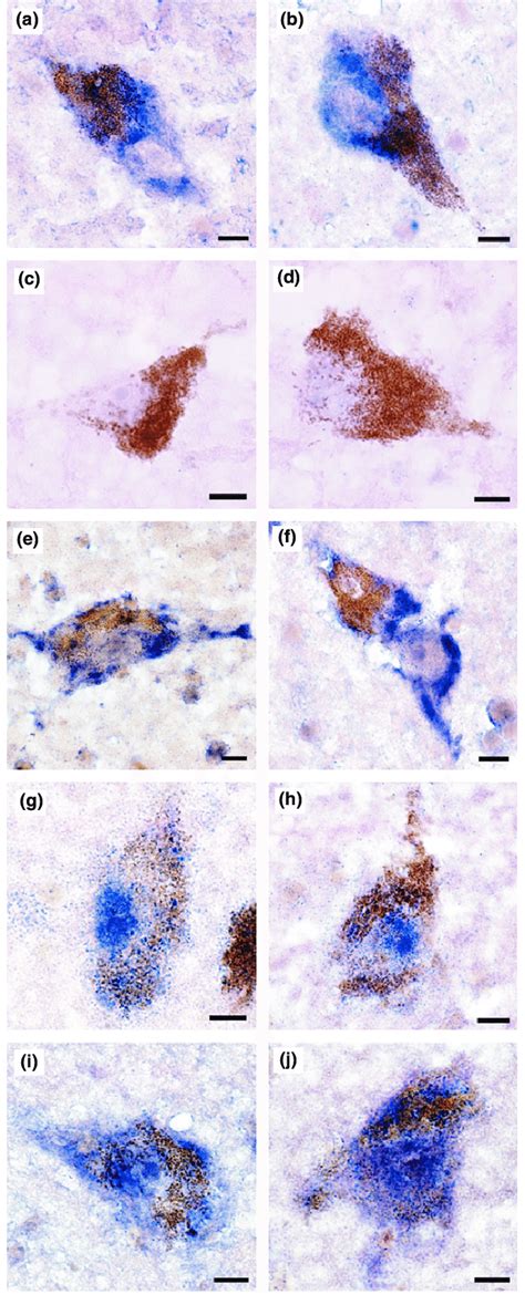 Dynamic Cellular Localization Chart 的图像结果