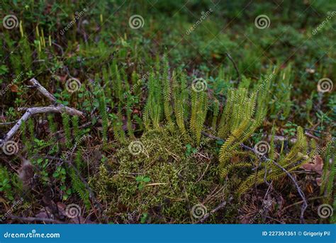 Close Up Of Lycopodium Plants In Taiga Forest Stock Image ...