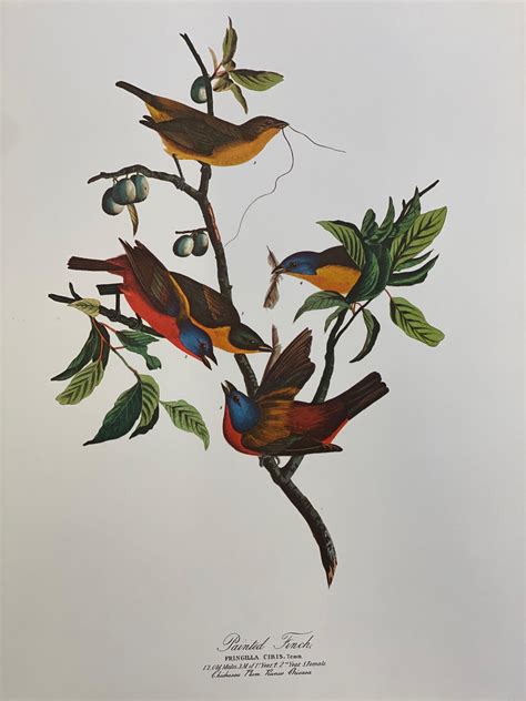John James Audubon Birds
