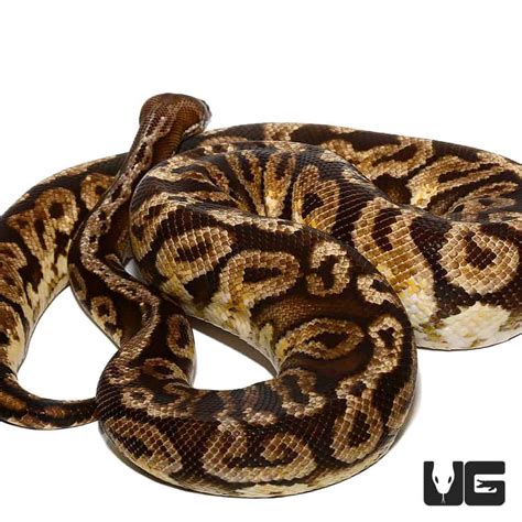 Image result for Inferno Ball Python