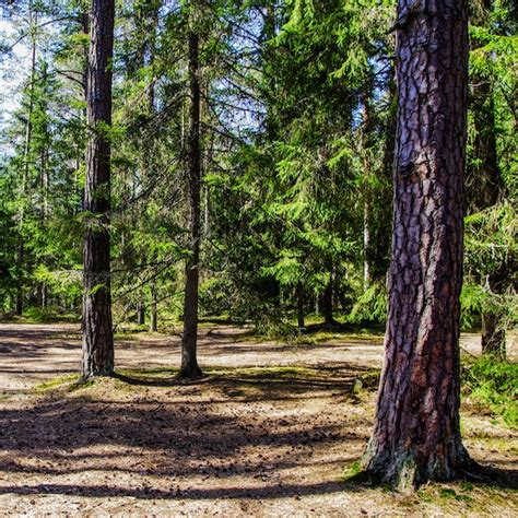 Plant Trees for a Cause – Grow Billion Trees