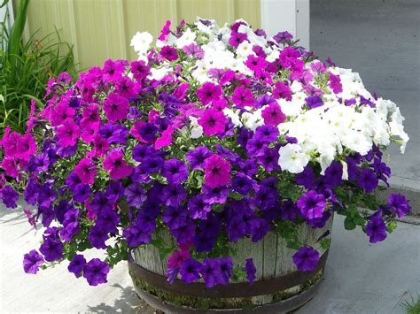 What To Plant With Wave Petunias In Containers at Charles Macias blog