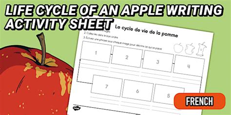 Life Cycle of An Apple Writing Activity Sheet French