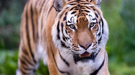 Download wallpaper 3840x2160 tiger, wild, striped, predator, animal 4k ...