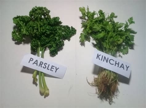 My Body. My Life . My Decision.: Are parsley and kinchay / kintsay the ...