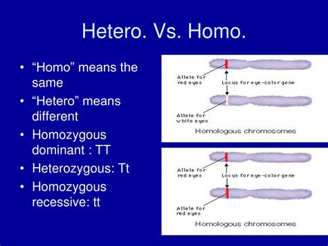 Homo Vs Hetero