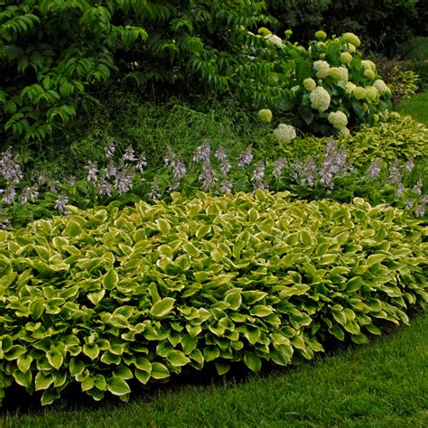 Golden Tiara Hosta - Shade Perennial Sun Tolerant Hosta Plant – NH Hostas