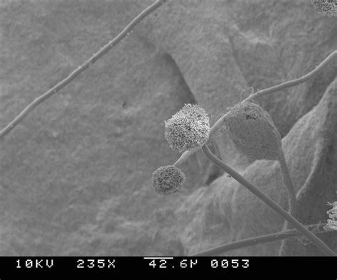 科学家发现世界上最古老的致病真菌 以碧翠丝·波特命名 - 科技与健康 - cnBeta.COM