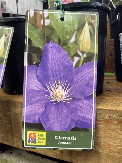 Clematis x - Aumann - Guildford Garden Centre