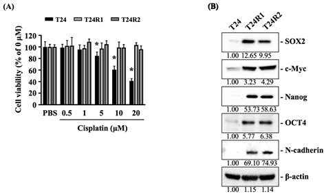 Therapeutic Potential of Regorafenib in Cisplatin-Resistant Bladder ...