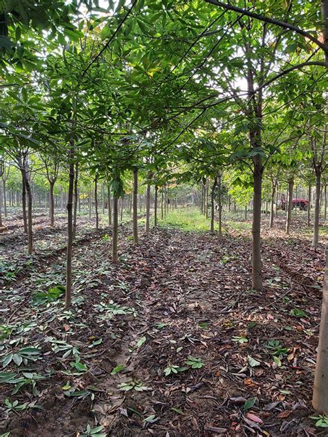 未来种植哪些绿化苗木品种有发展前景-好苗木网