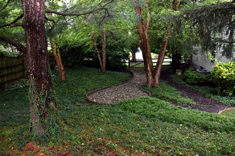 River Birch Tree: Grow and Care Guide