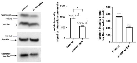 Understanding the Mechanism of Diabetes Mellitus in a LRBA-Deficient ...