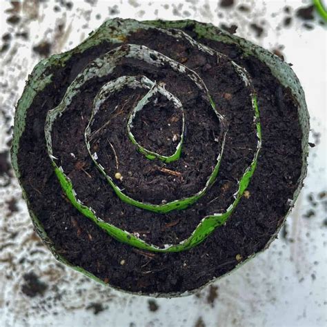 Less Space, Big Results: Seed Snail Growing Method » Kowalski Mountain ...