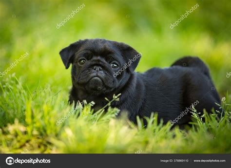 Cute Black Pugs