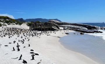 Amazing 8 Days Johannesburg, Kruger National Park and Cape Town Holiday ...