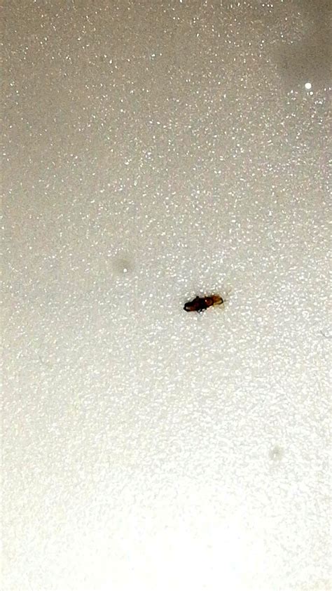 Identifying Small Black Bugs | ThriftyFun