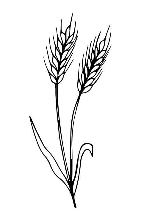 Premium Vector | Wheat,millet, barley, rye, oats drawing. Farm field illustration. Vector ...