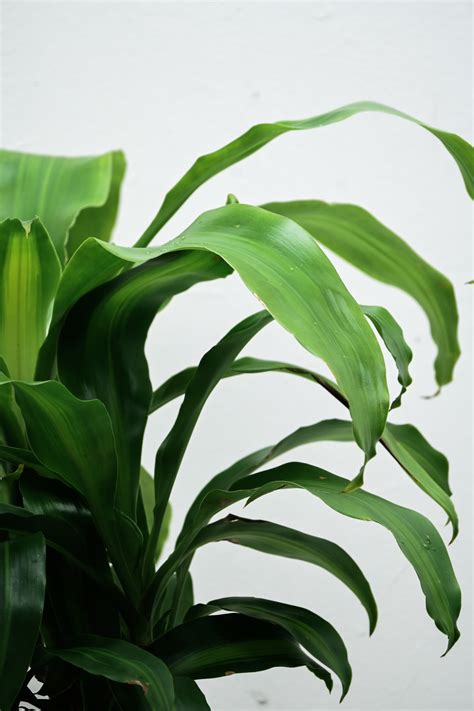 Enhance Your Decor: The Luxurious Dracaena fragrans - plants Delivery ...