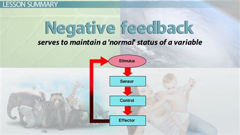 Negative Feedback Loop in Biology | Mechanism & Examples - Video & Lesson Transcript | Study.com