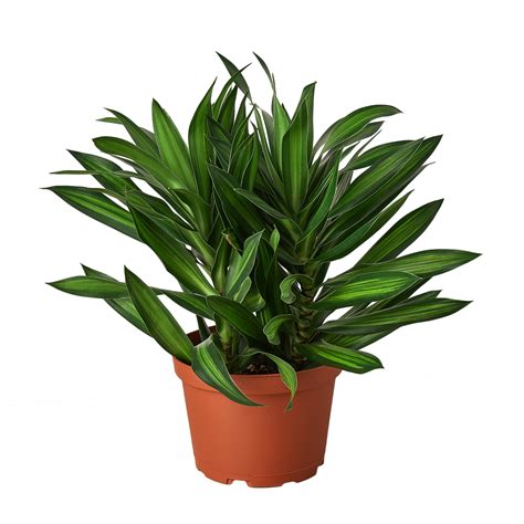 Dracaena 'Song of Jamaica' - Mickey Hargitay Plants