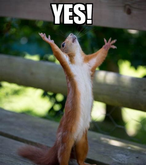 30+ Yes Memes That You Wont be Able to Say 'No' To | Inspirationfeed