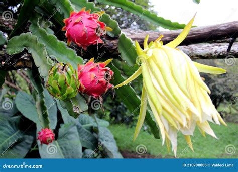 Yellow Flower of Pitaya Plant Dragon Fruit in Plant Stems with Green ...