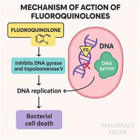 Mechanism of Action of Fluoroquinolones - mechanism of quinolone action and resistance
