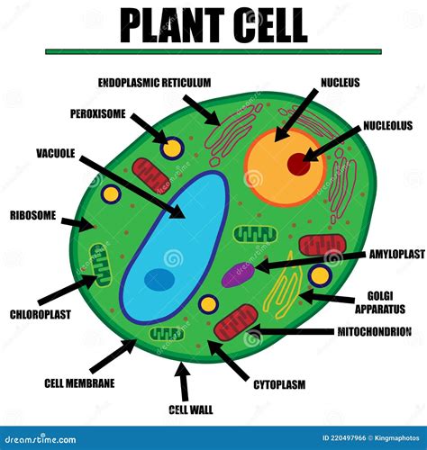 Plant Cell Diagram Color Sheet