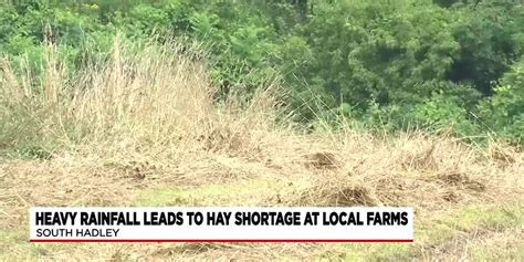 South Hadley farm struggling with hay crop due to inconsistent weather ...
