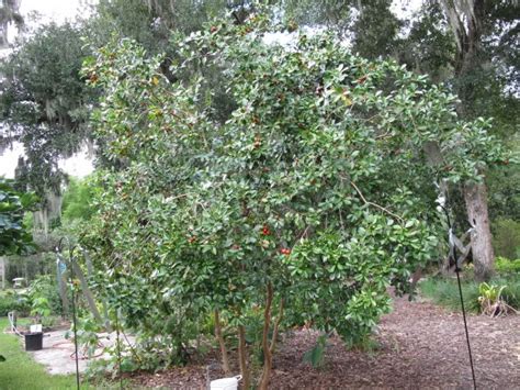 Image result for Planting Guava Tree